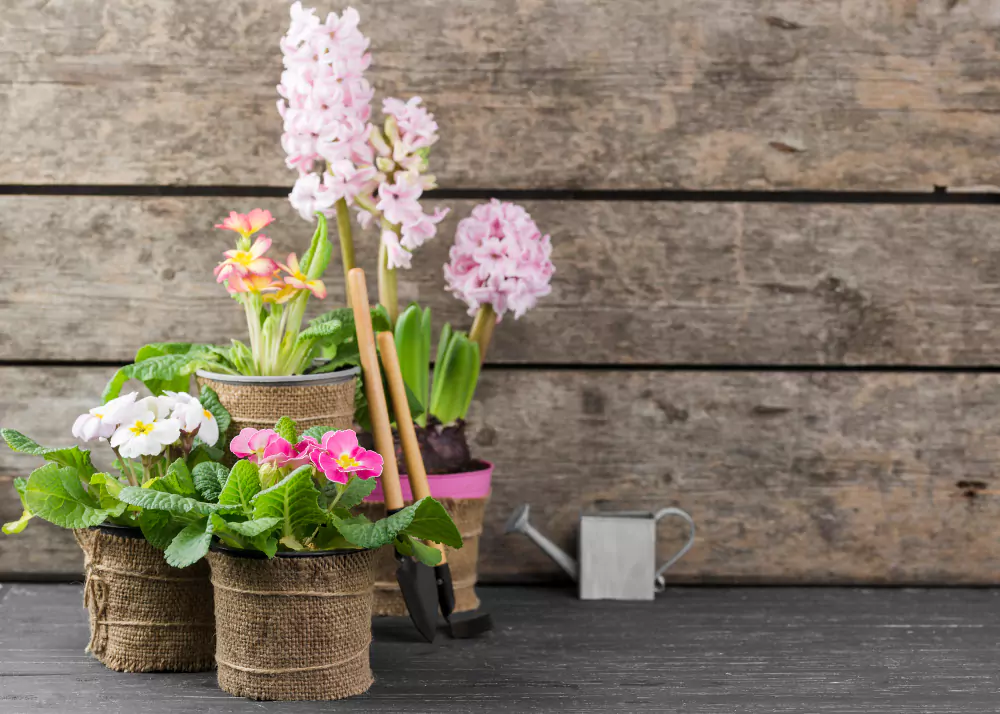 jardim de primavera com vasos