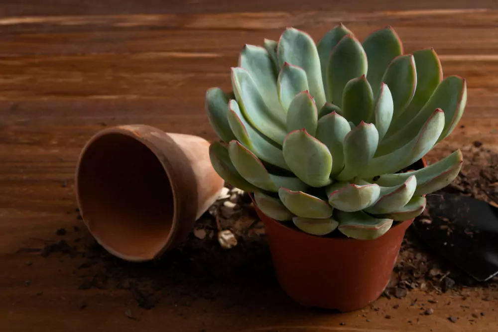 Echeveria elegans
