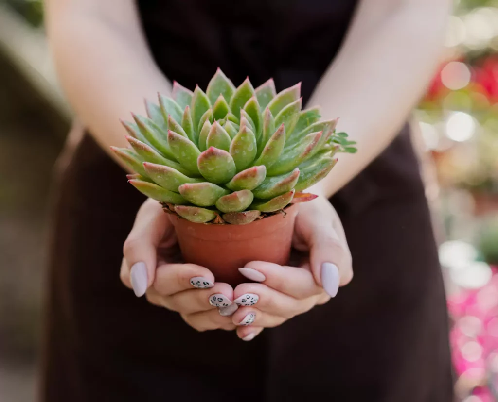 Echeveria elegans