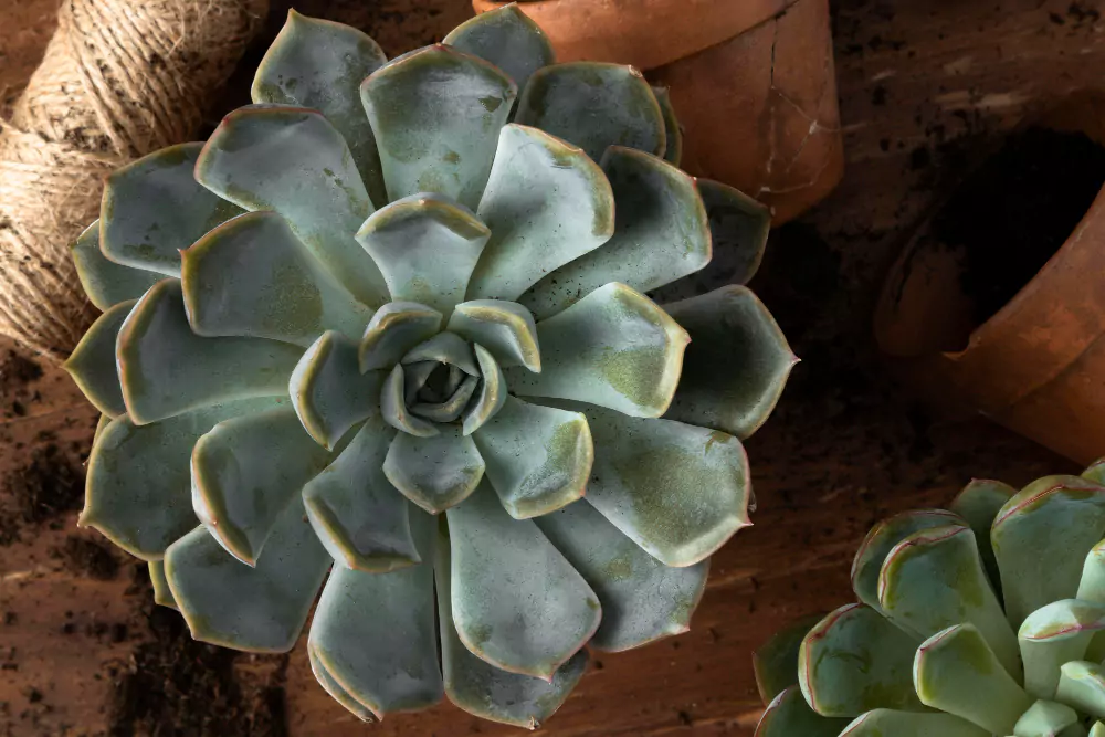 Echeveria elegans