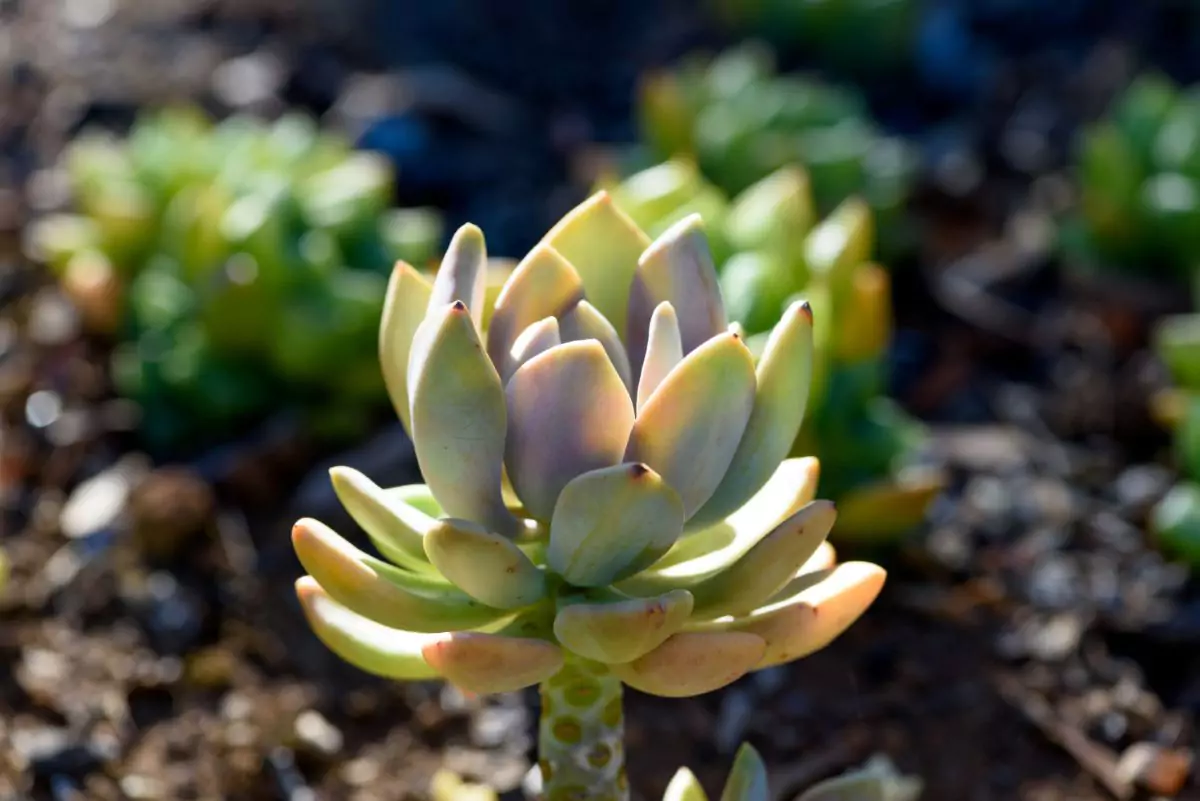 Echeveria elegans