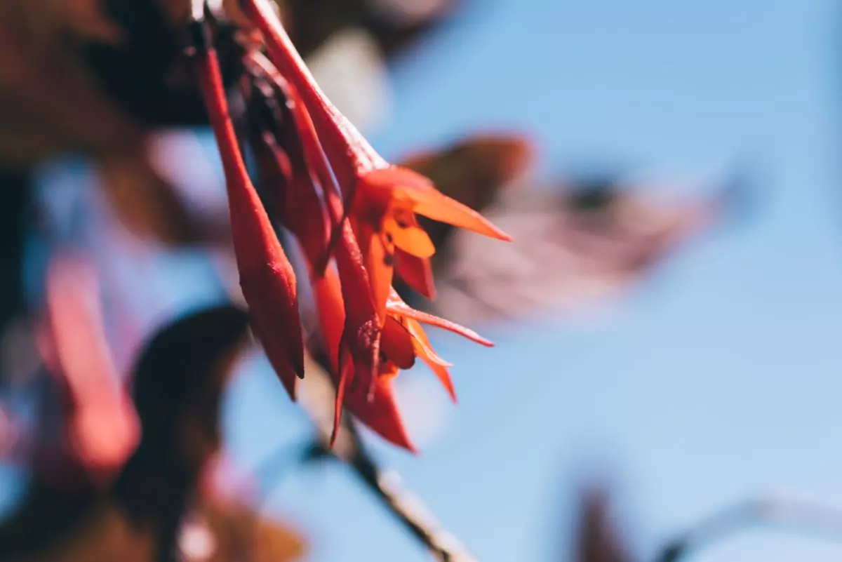 Hoje quero te mostrar 25 flores do cerrado 