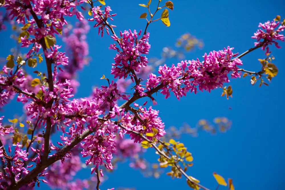 flores do cerrado ipe roxo