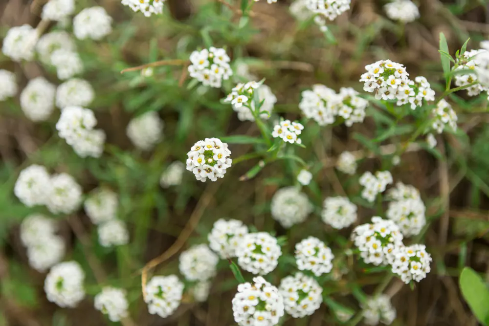 flores do cerrado sempre viva