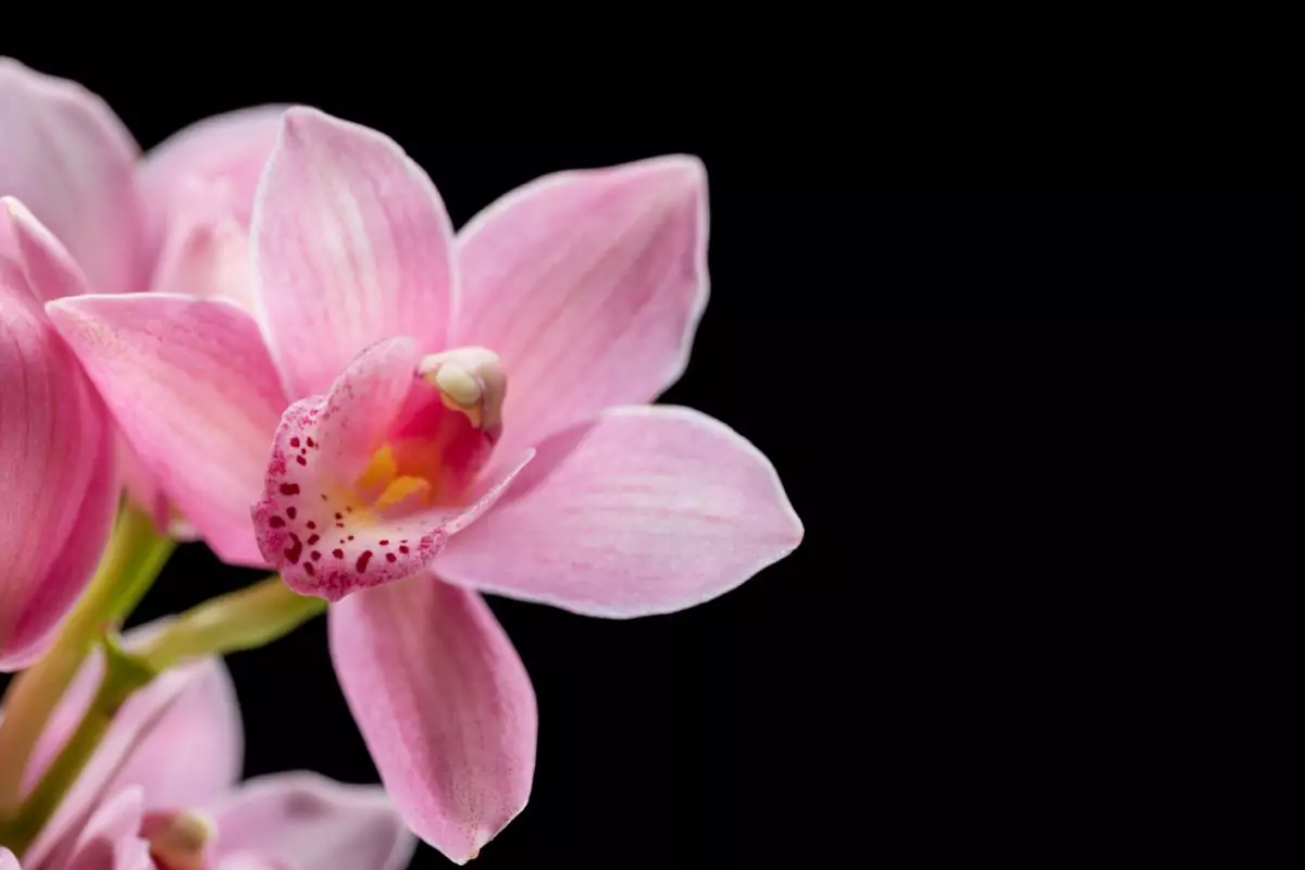os principais nomes de flores 