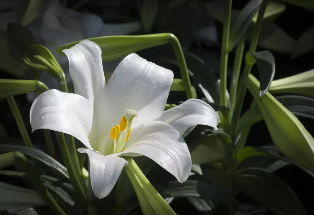 40 Nomes de Flores