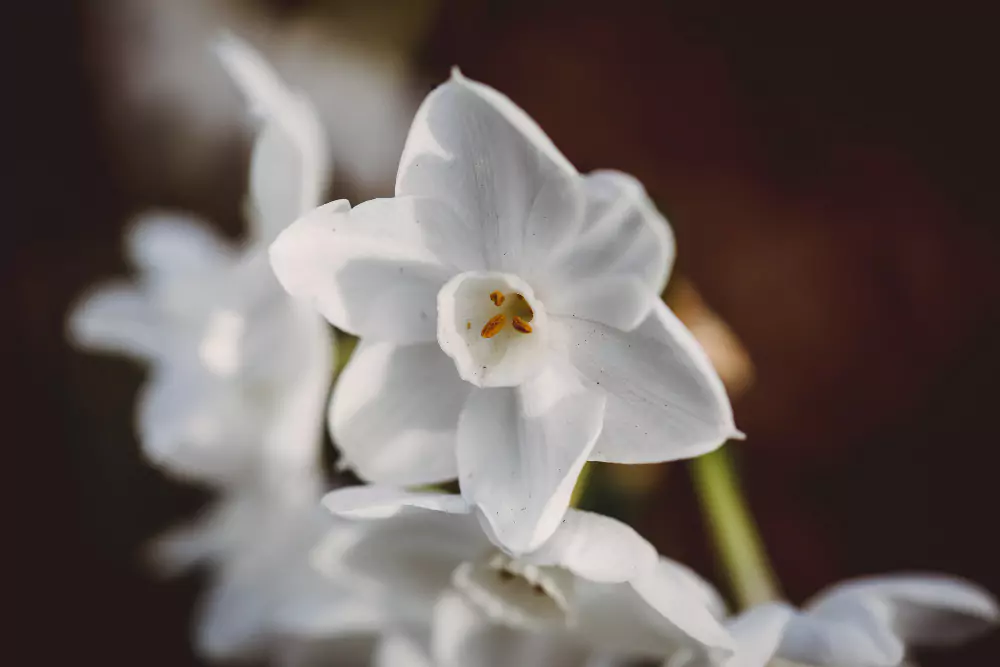 40 Nomes de Flores