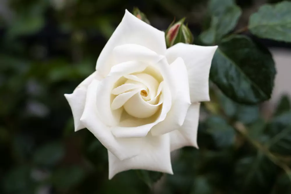 40 Nomes de Flores