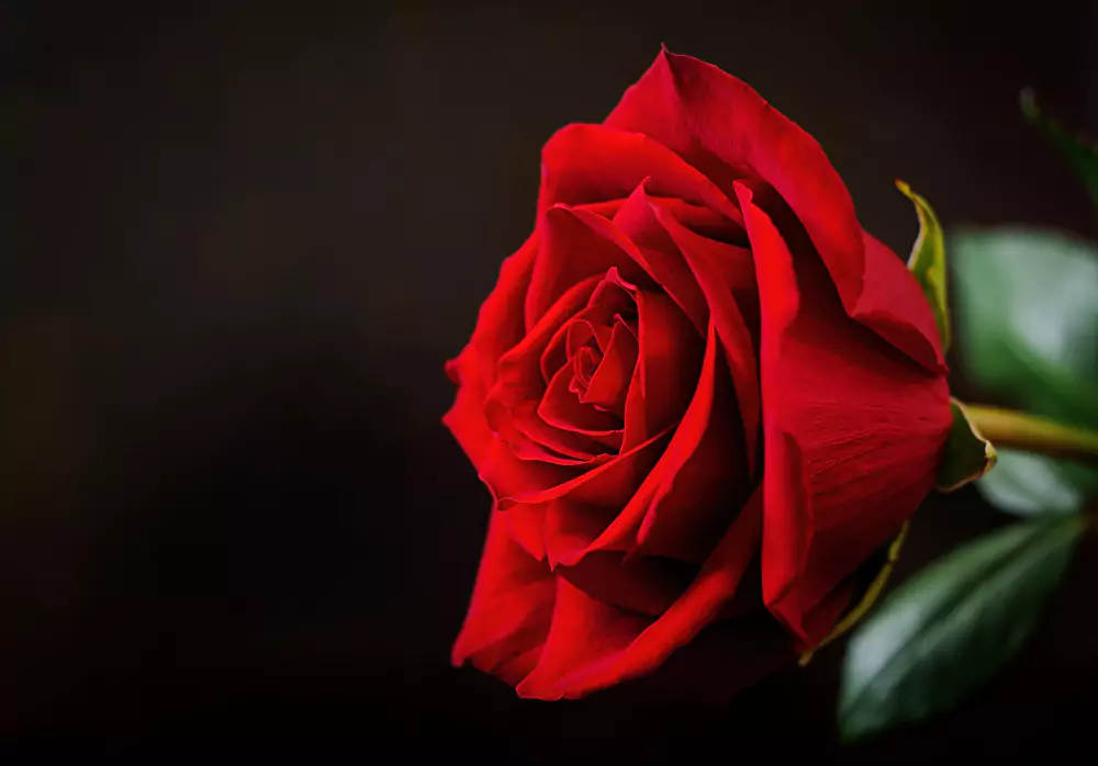 40 Nomes de Flores