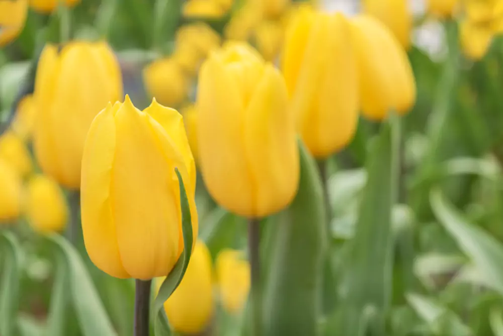 40 Nomes de Flores