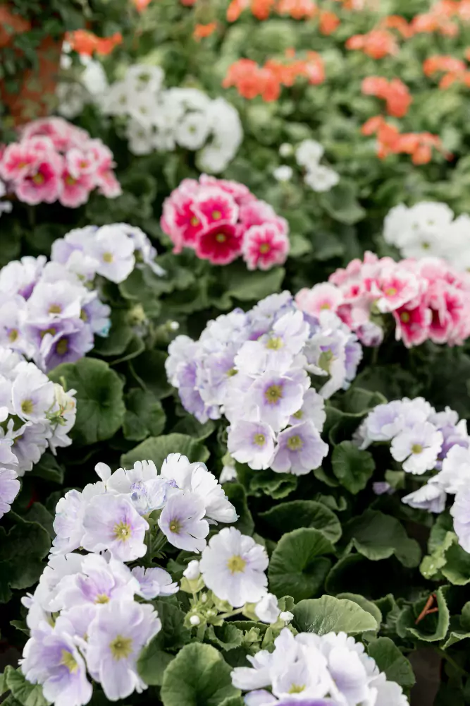 petunias no jardim