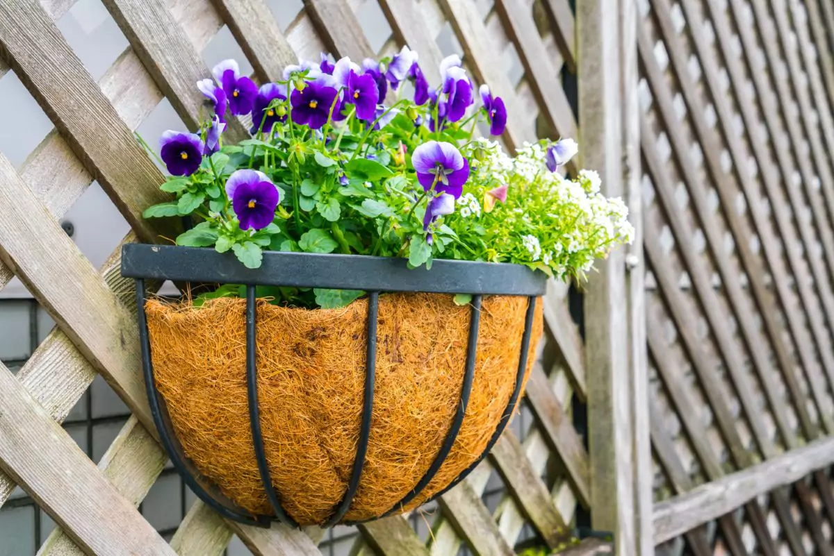 petunias no jardim