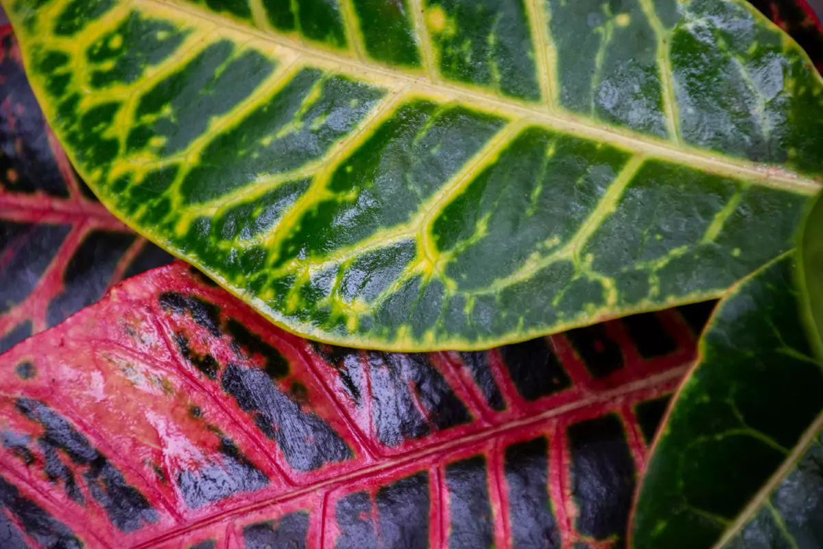 plantas perigosas
