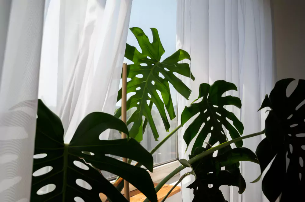 plantas que gostam de sombra