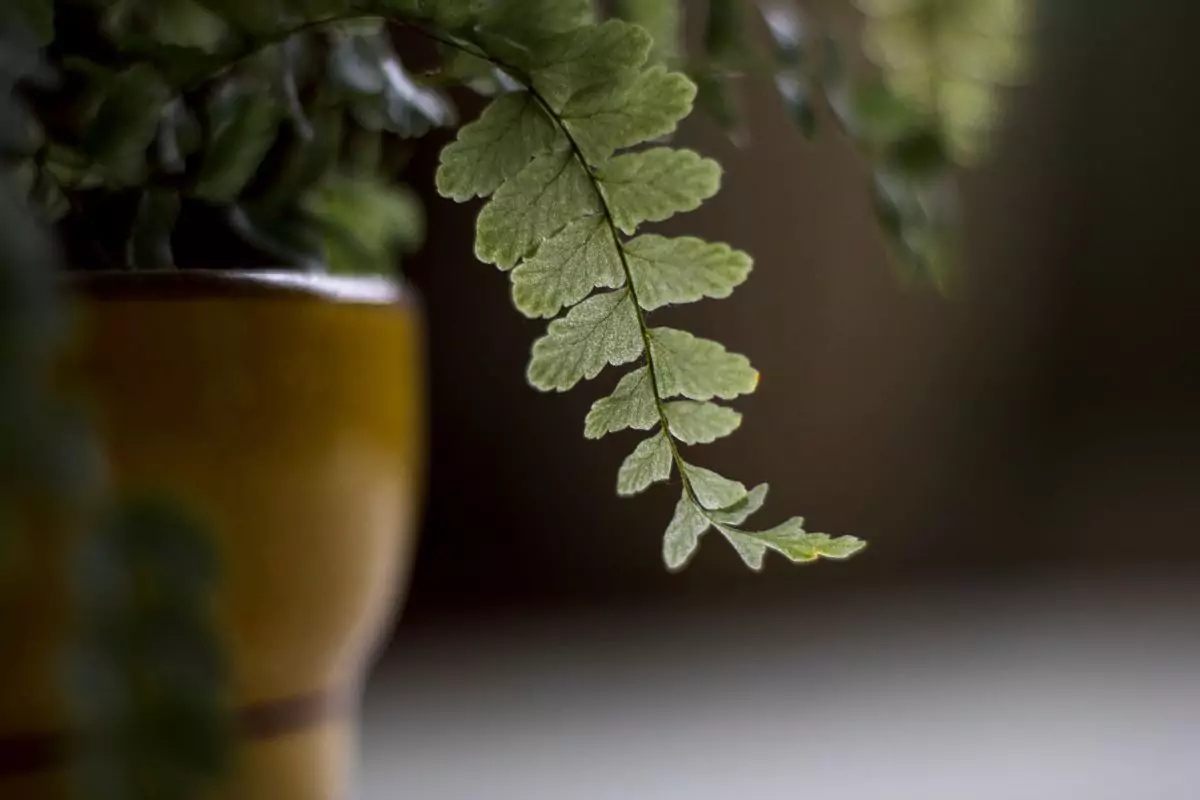 plantas que gostam de sombra