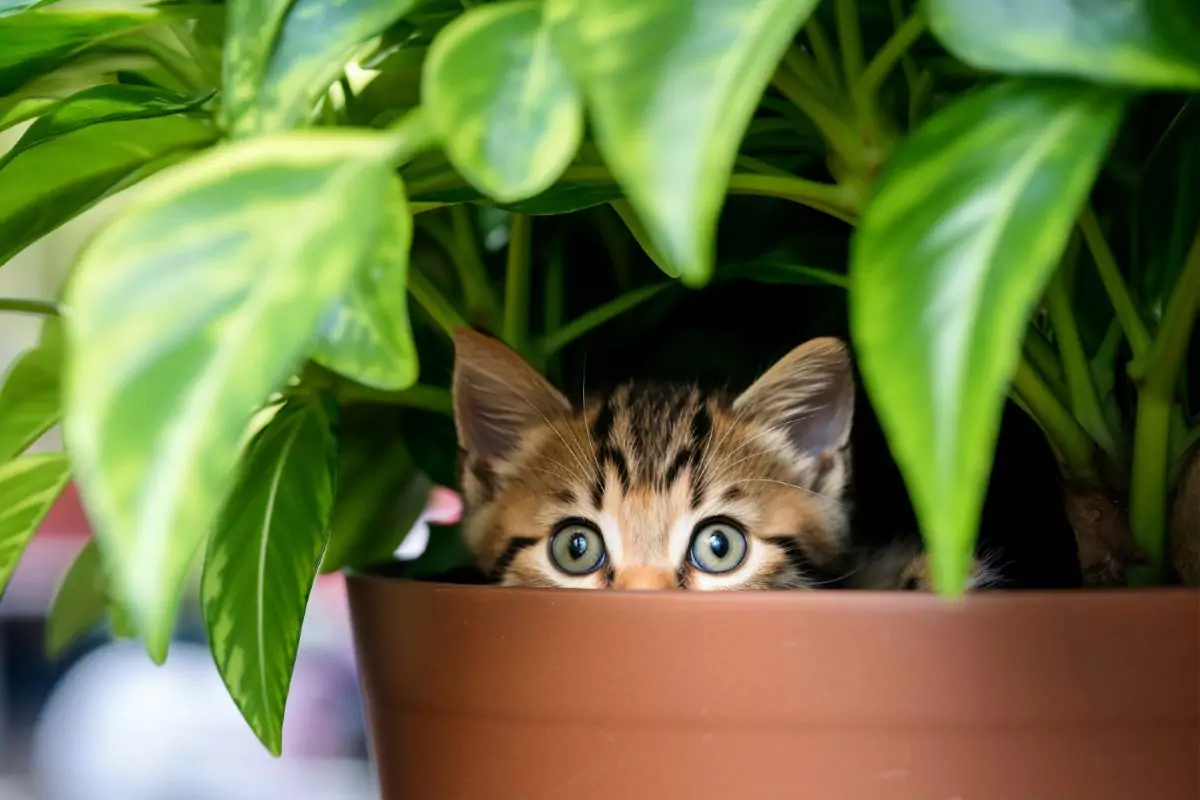 plantas tóxicas