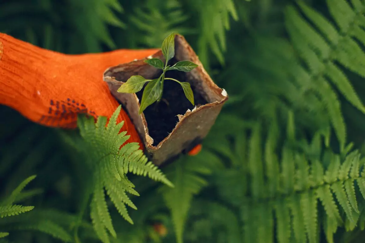 Plantas venenosas e cuidados com seus petz