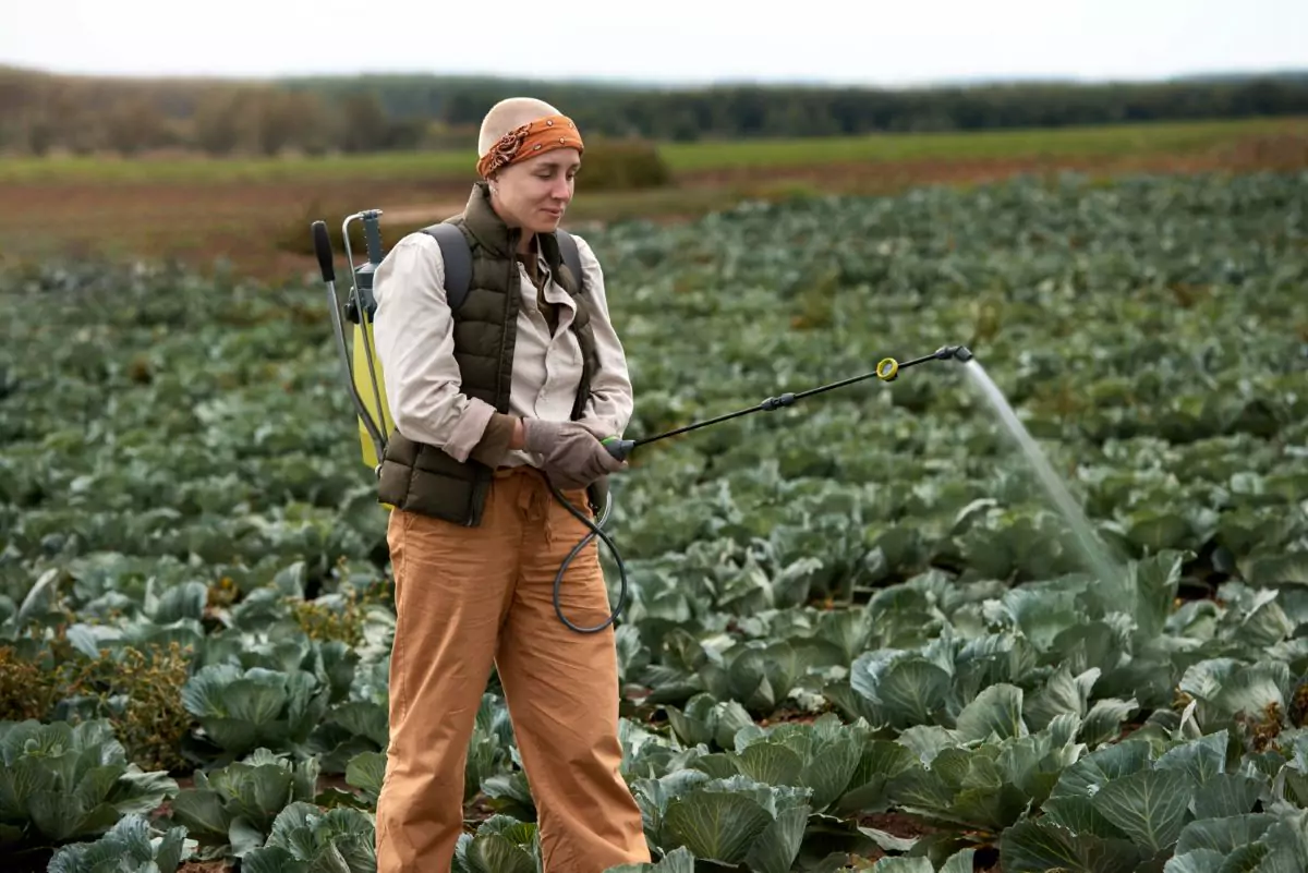 tipos de verduras