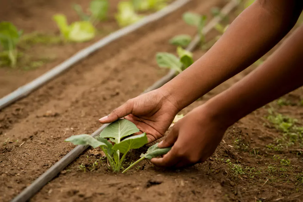 verduras