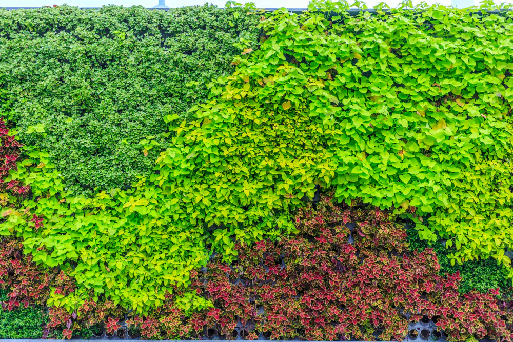 paisagismo, jardim vertical