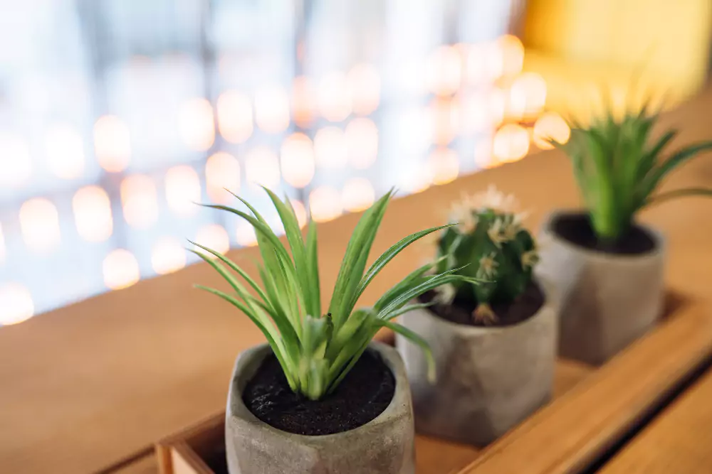 paisagismo, vasos com plantas