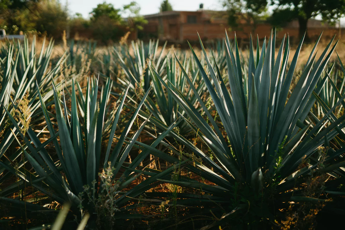 Agave Dragão