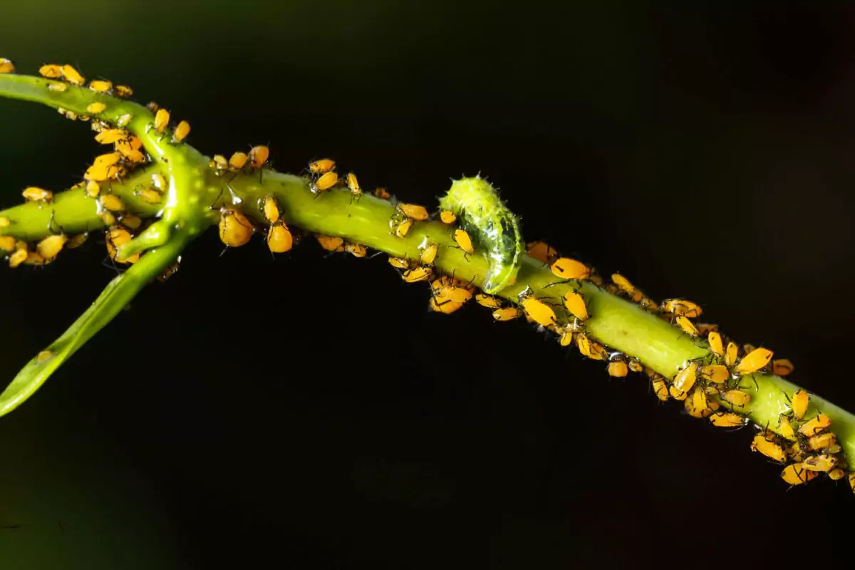 como eliminar pulgões das plantas
