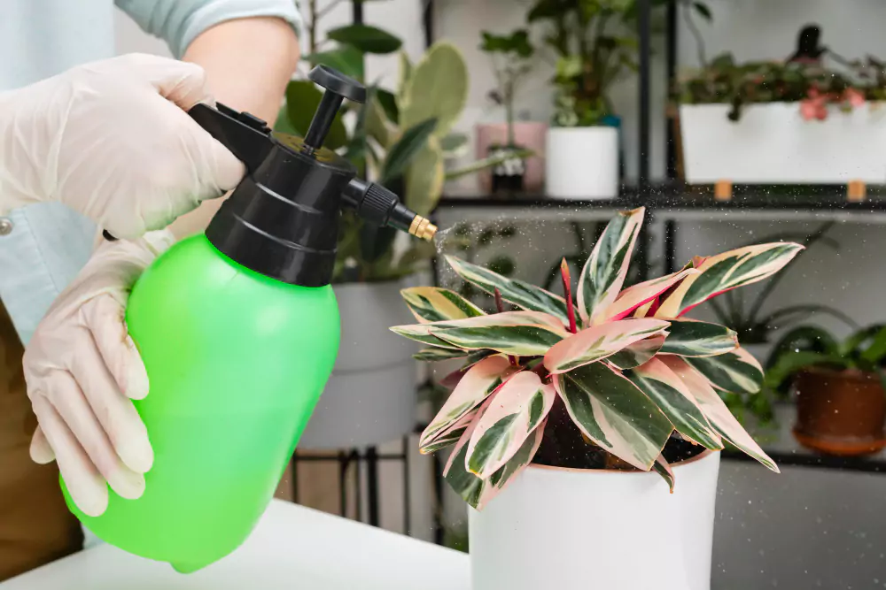como eliminar pulgões das plantas