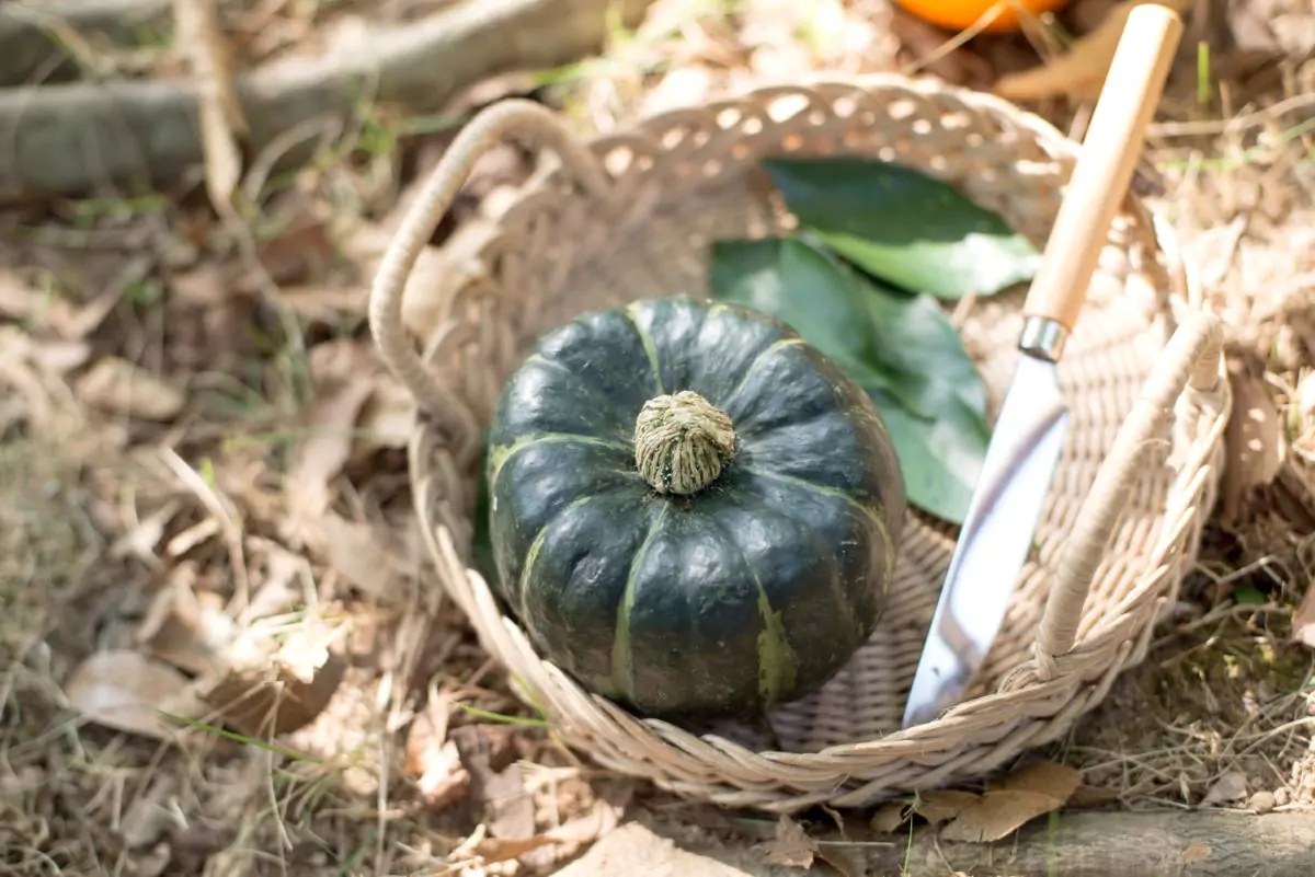 como plantar abobrinha italiana