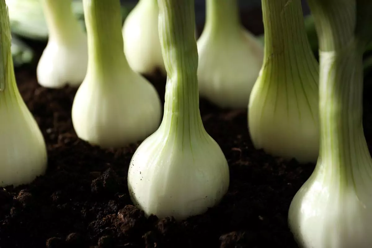 como plantar cebolinha