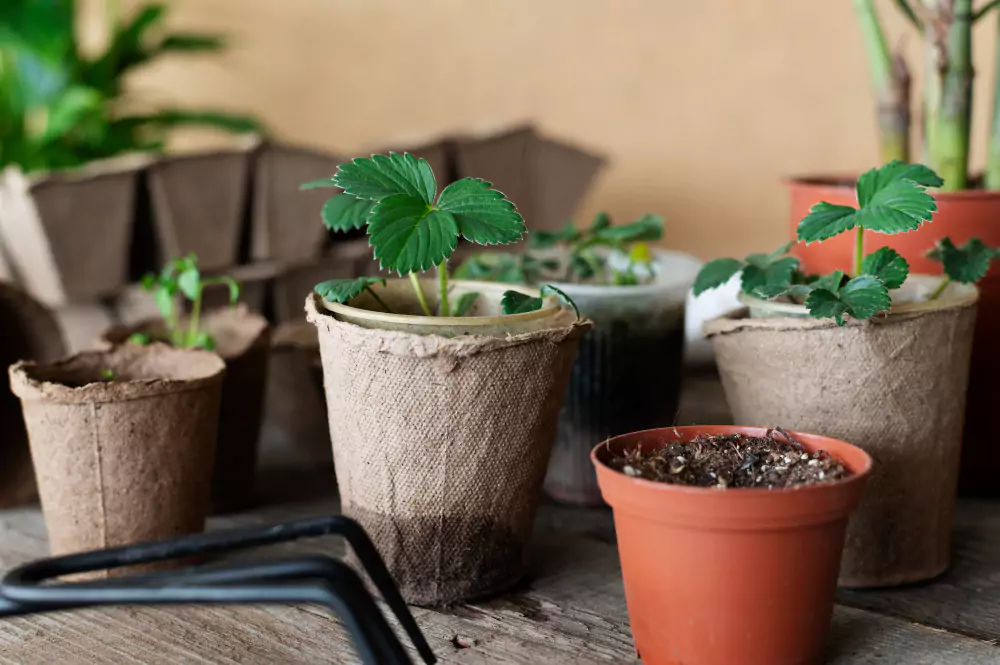 como plantar e cuidar de pimentão
