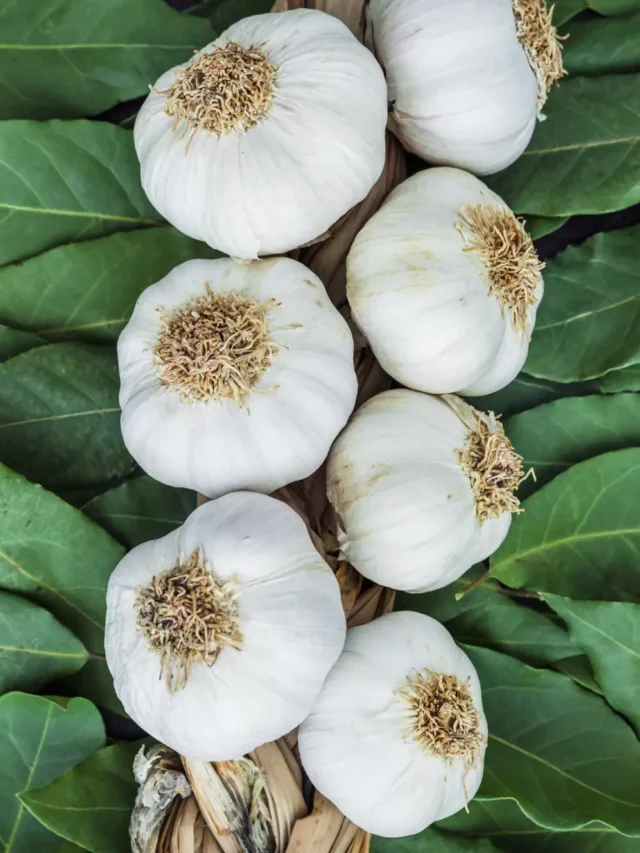 Alho Orgânico: Como Plantar Alho Sem Agrotóxicos