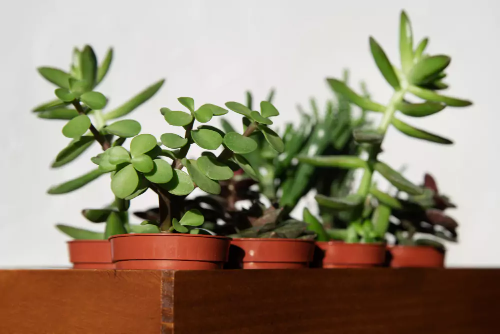 kalanchoe pinnata