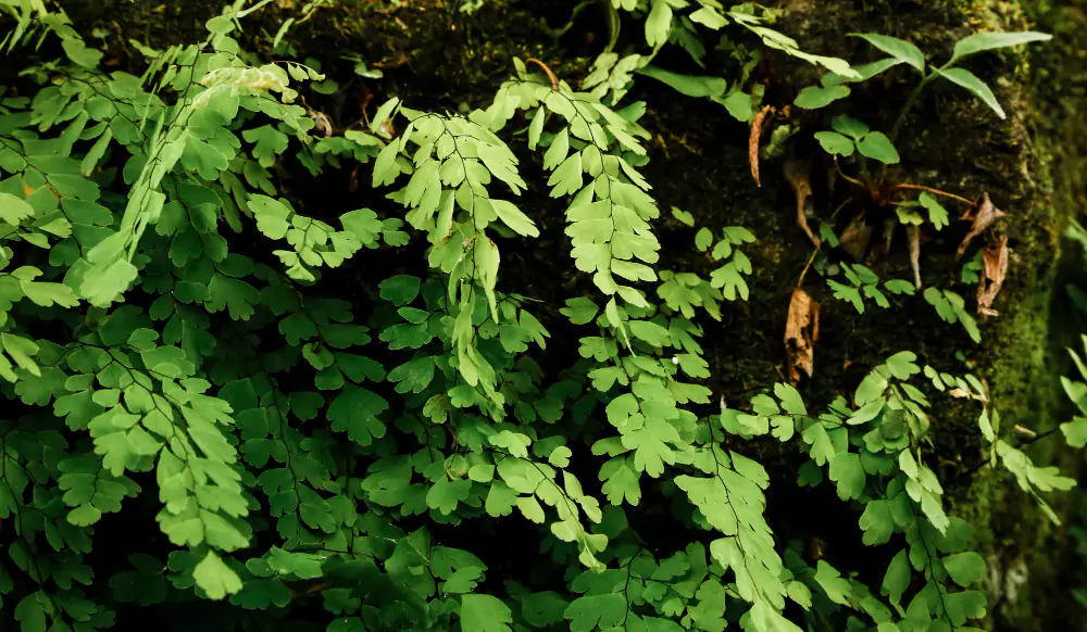 jardim verdtical