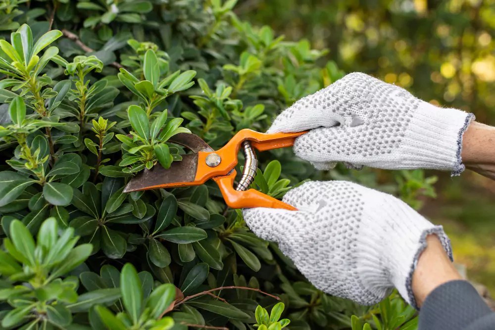 Serviço de jardinagem