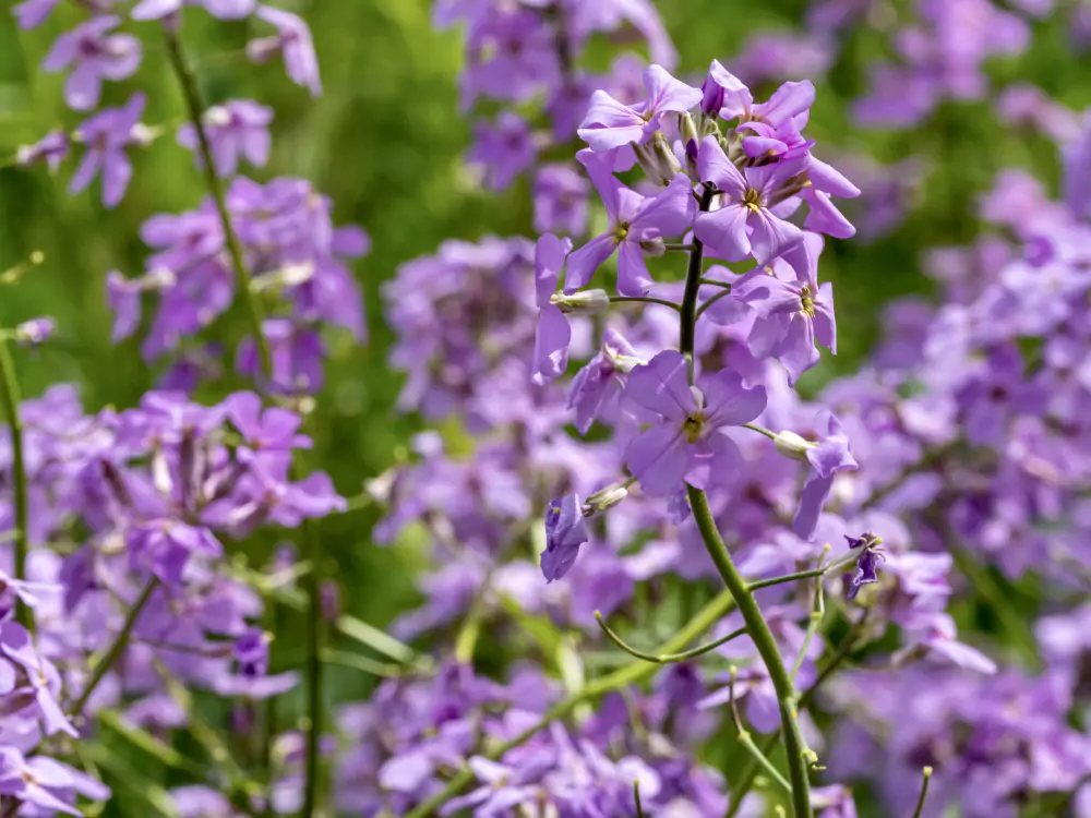verbena 