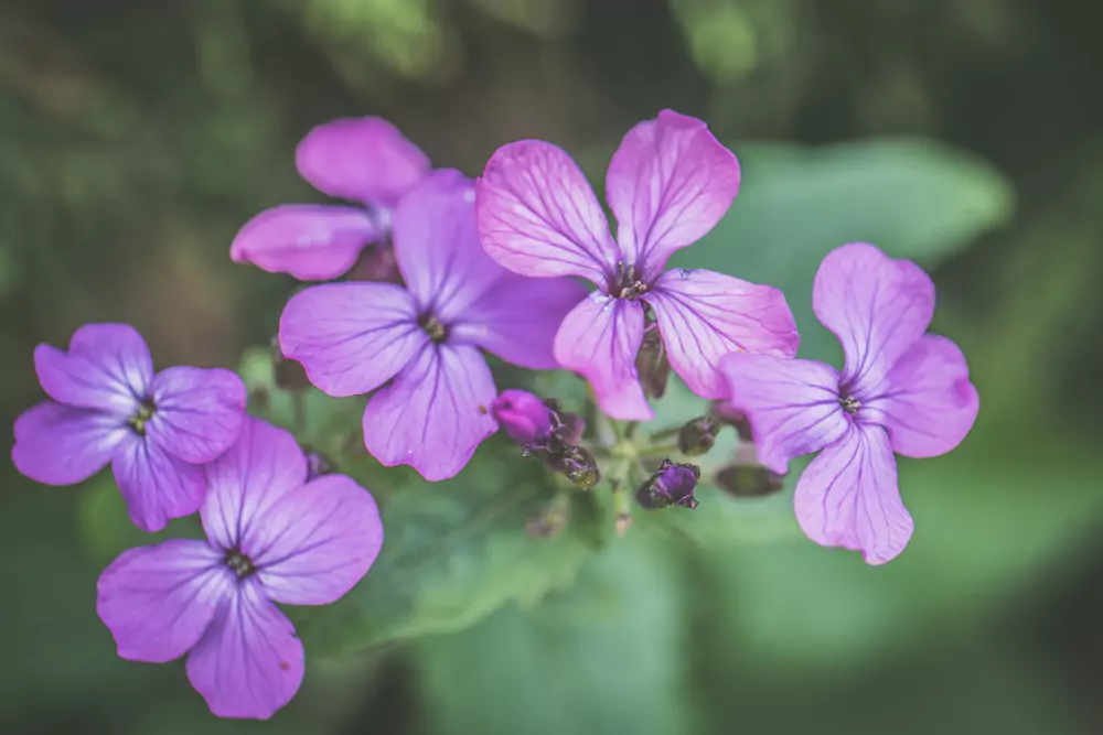 verbena 