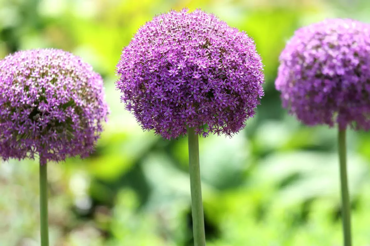 Verbena