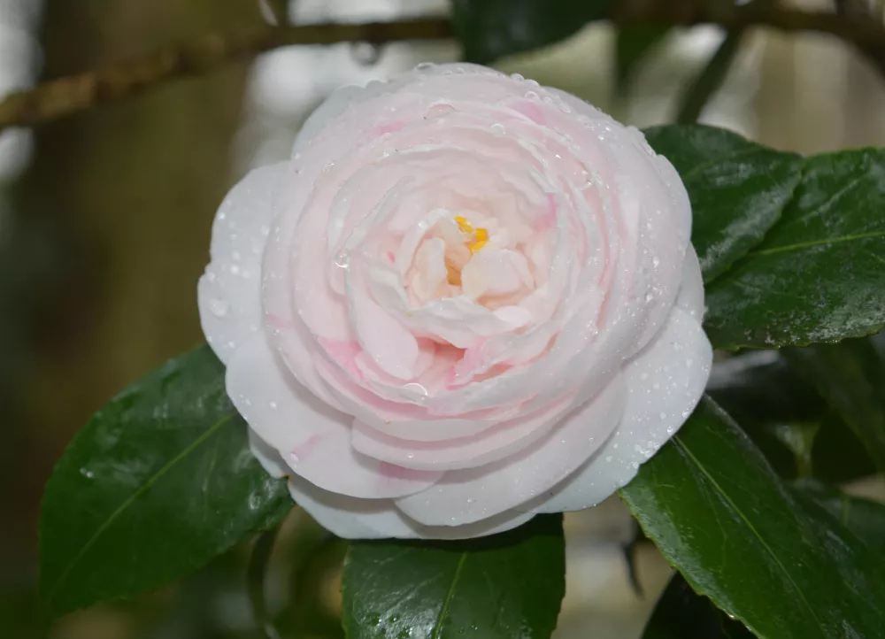 camélia rosa vista de perto