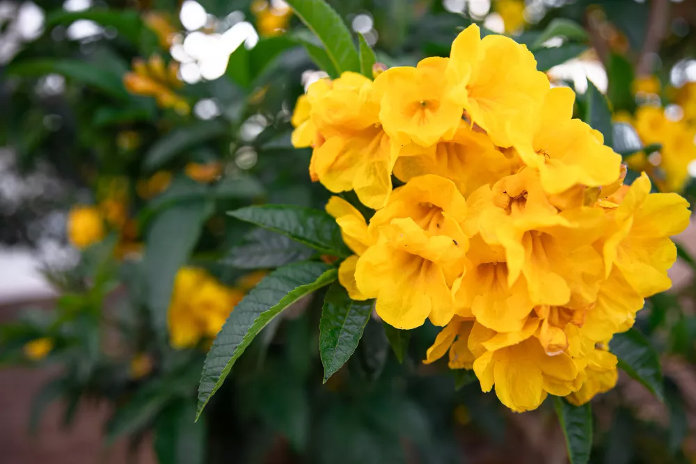 Como plantar alamanda
