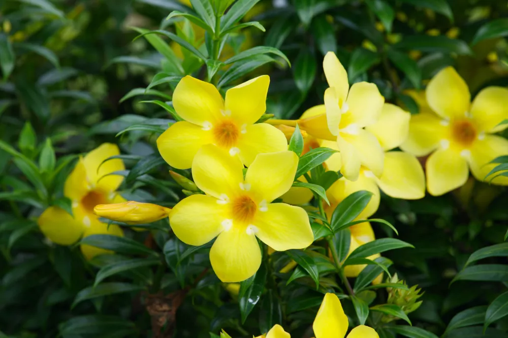 Como plantar alamanda