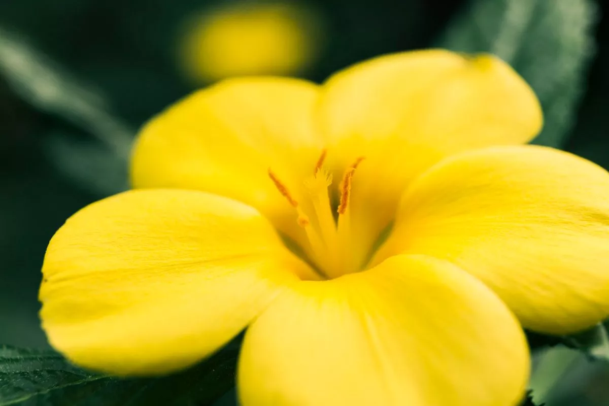 Alamanda: Tudo o que Você Precisa Saber para Ter essa Beleza no Seu Jardim