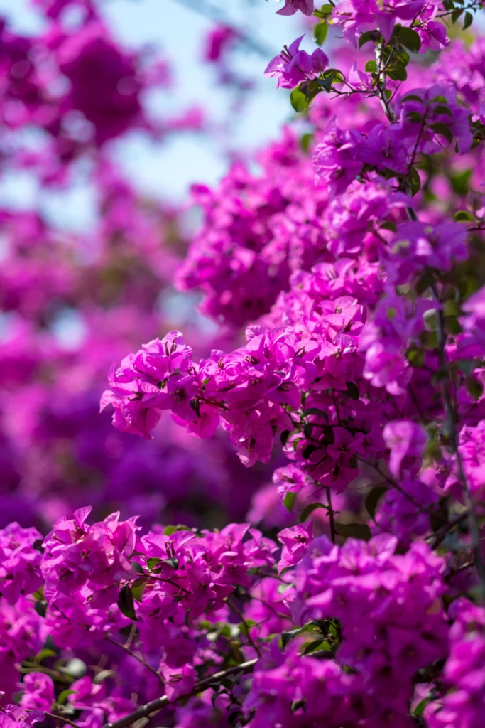 ipê roxo