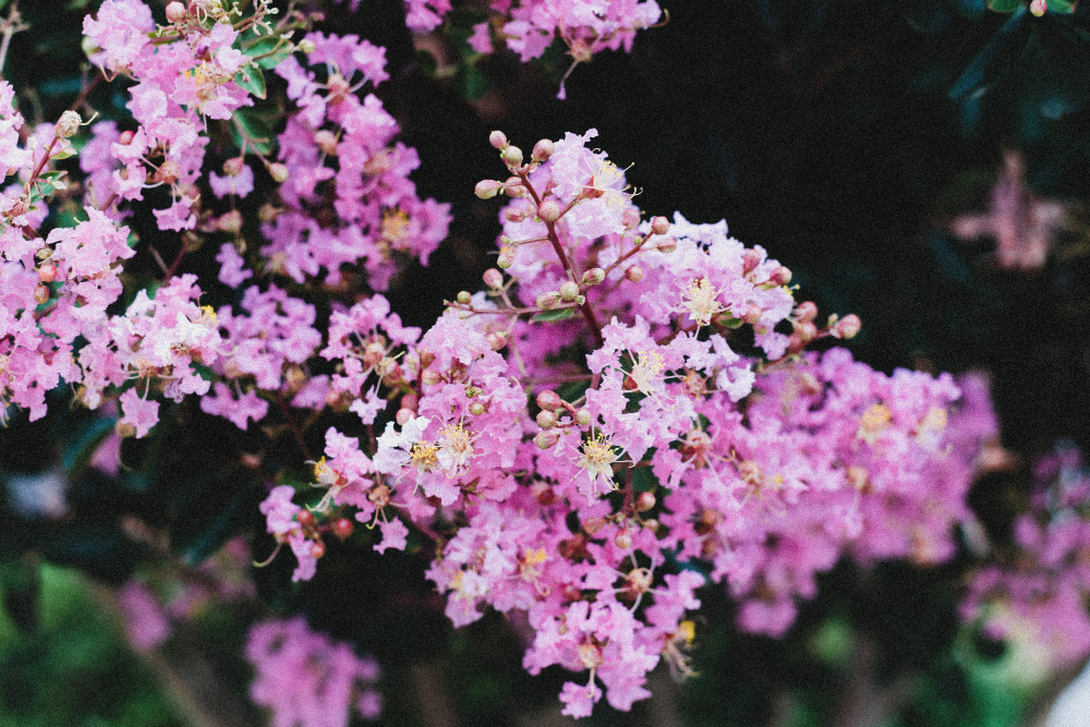 ipê roxo