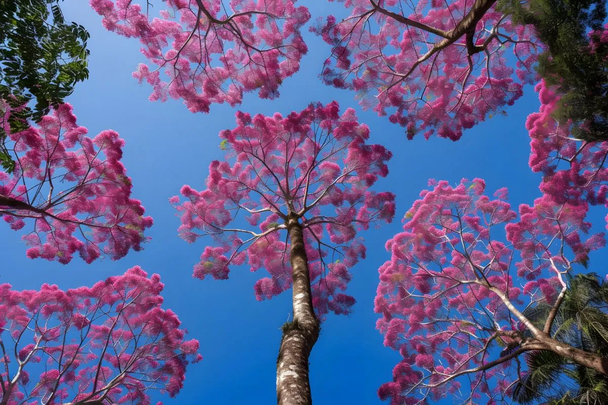 como cuidar de ipê roxo