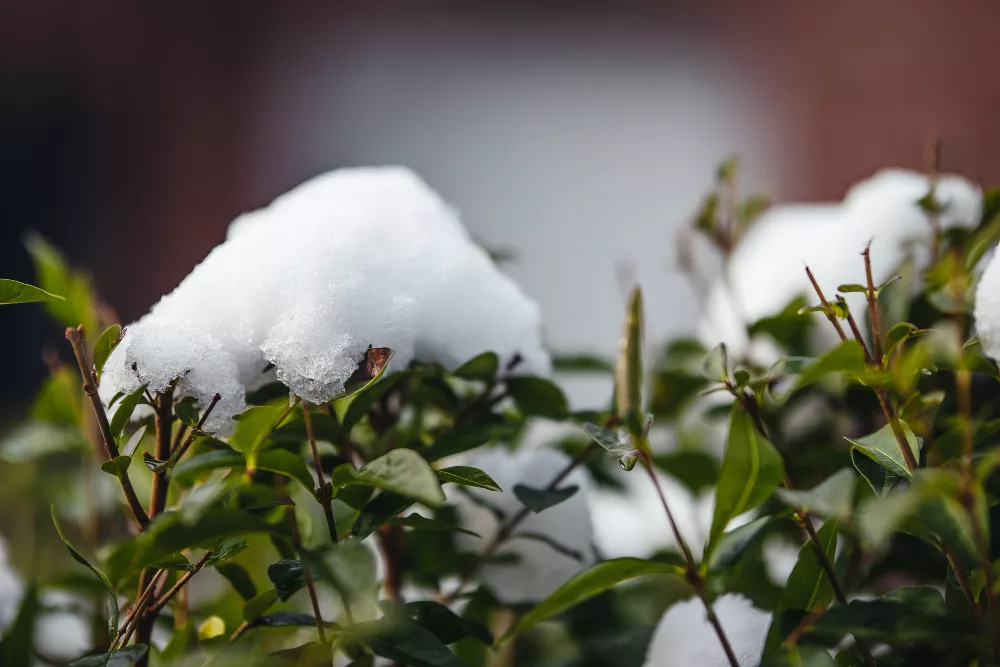 jardim de inverno