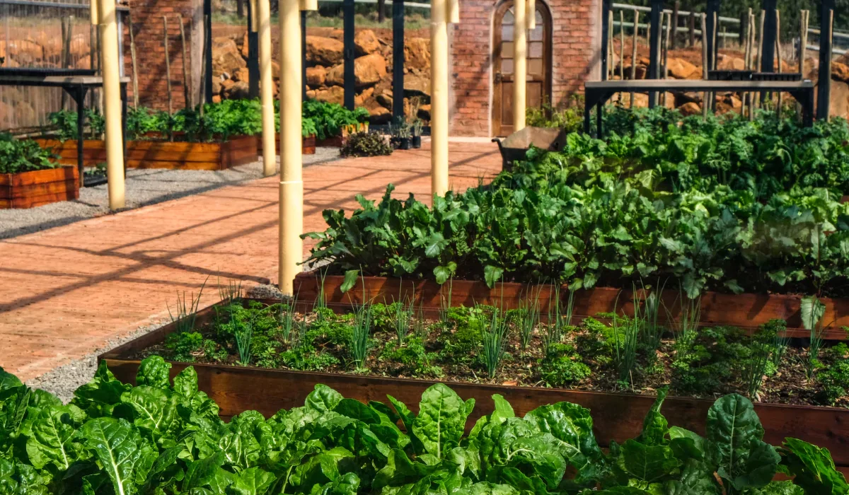 beneficios da acelga, plantação com acelgas