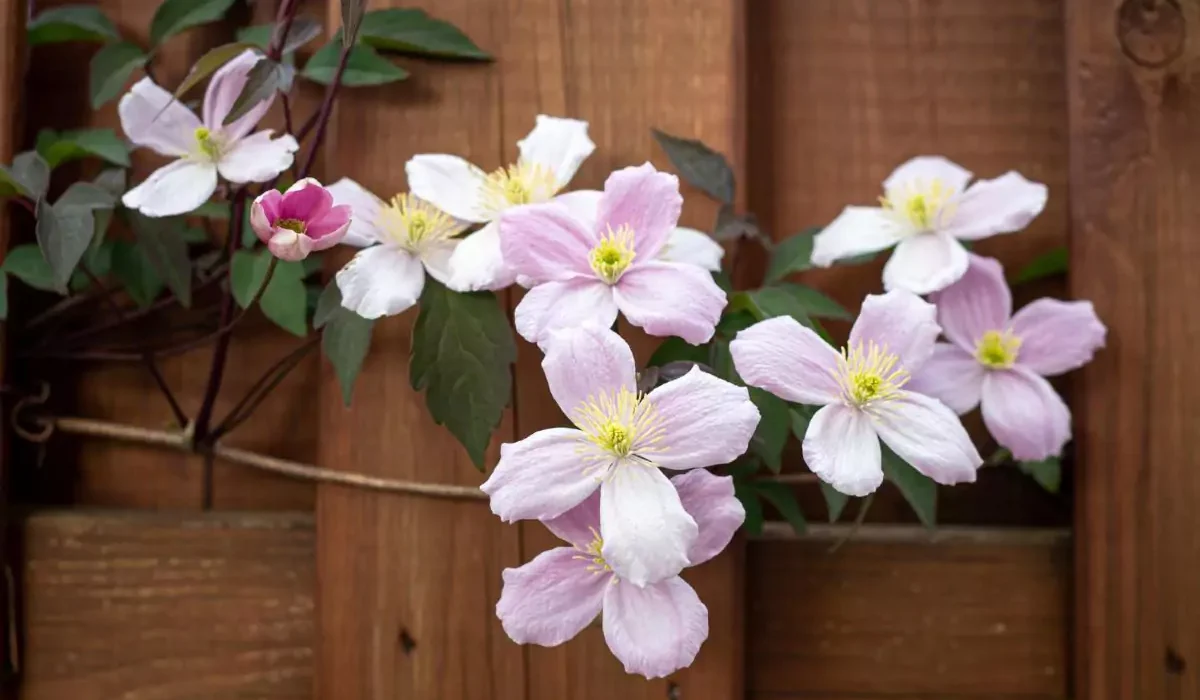 14 tipos de jasmins trepadeiras