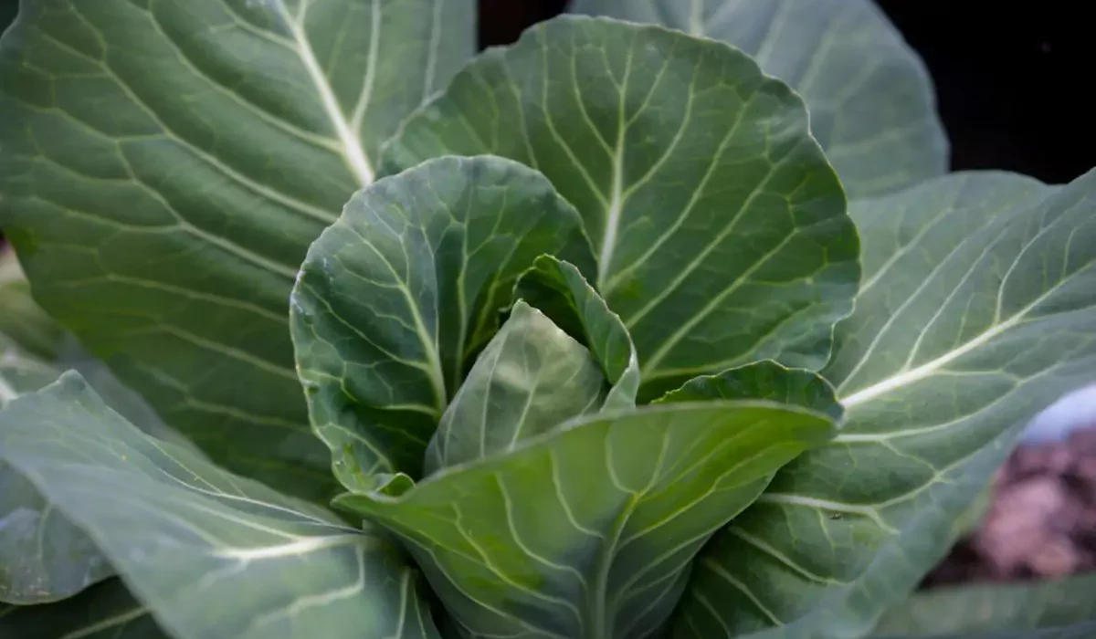 17 beneficios do repolho