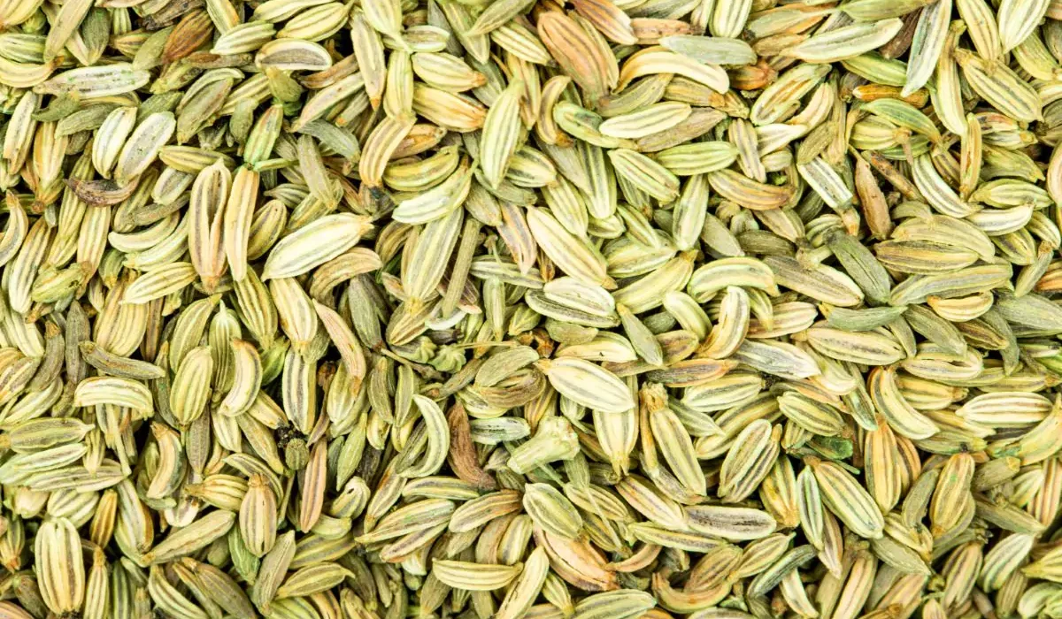 como plantar e cuidar de erva doce